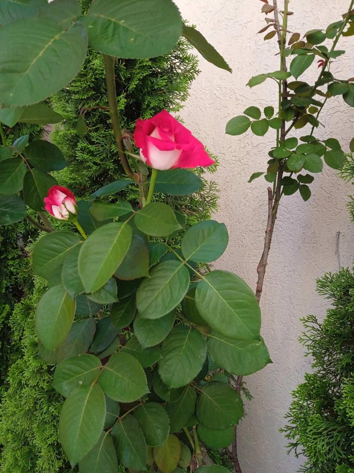 Petrovac Apartments Ivan מראה חיצוני תמונה